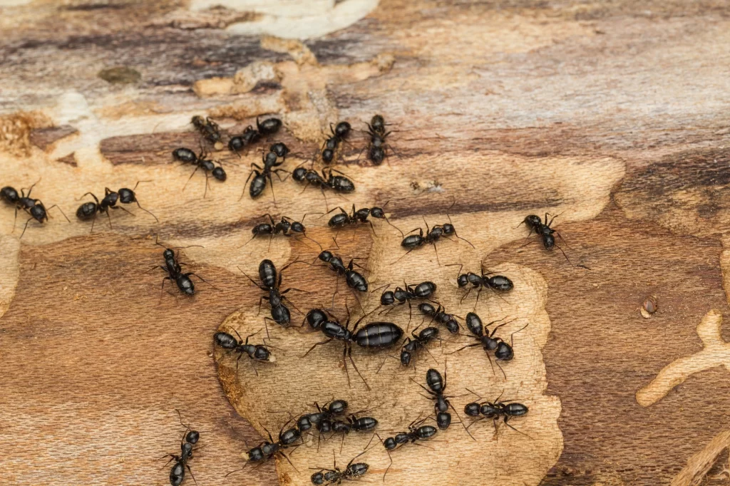 Carpenter Ant Termite Frass - Prairie land garages