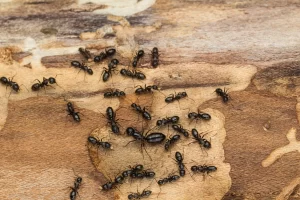 Carpenter Ant Termite Frass - Prairie land garages